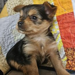 Grinch - Black and gold male Yorkshire Terrier puppy in Myerstown, Pennsylvania from Rosanna Brubacker
