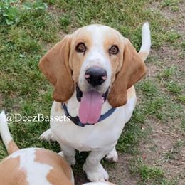 Sir Winston - Basset Hound