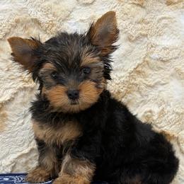 Koda - Blue and gold male Yorkshire Terrier puppy in Monticello, Iowa from Ashley’s Puppies
