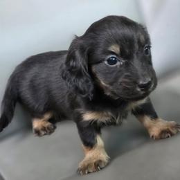 Gadget - Black and tan male Dachshund puppy in Brooksville, Florida from Ween Acres