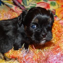 AKC CELICE - Black and tan female Lhasa Apso puppy in Fort Washington, Maryland from GyanGanj Lhasa Apso