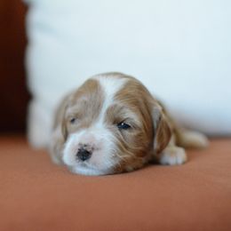 Goldendoodle Puppies from Maggies Doodles (maggiesdoodlesaz.com)