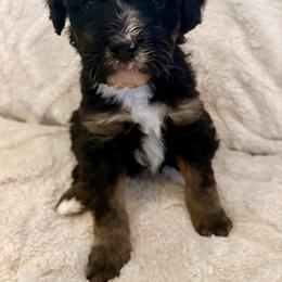 Black collar boy - Tri-color male Bernedoodle puppy in Lake, Michigan from 3 King Doodles & Poodles