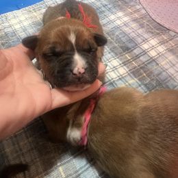 Blitzen - Red male American Staffordshire Terrier puppy in Marietta, Georgia from Ambition Amstaffs