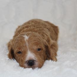 Henry - Apricot male Poodle puppy in Somerset, Ohio from Odyssey Pups