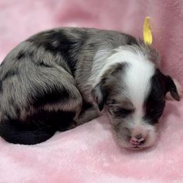 Yellow collar - Blue merle female Aussiedoodle puppy in 32046, Florida from River Hill Ranch