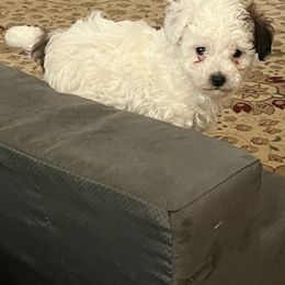 Poodle All Grown Up from Under the moon toy poodles