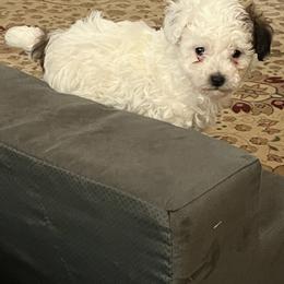 Poodle All Grown Up from Under the moon toy poodles
