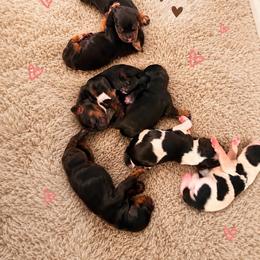 Baby g - Brown roan and tan female Cocker Spaniel puppy in Renton, Washington from Cam’s Cockers
