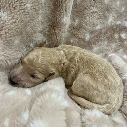 Goldendoodle Puppies from Sugar Doodles