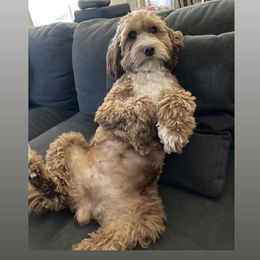 Aussiedoodle and Goldendoodle Puppies from Garside Doodles