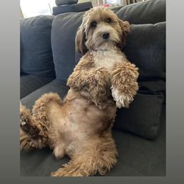 Aussiedoodle and Goldendoodle Puppies from Garside Doodles