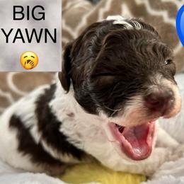 Arnie - Brown male Poodle puppy in Mineral Wells, Texas from S.H.A.R.P.’s Toy Poodles