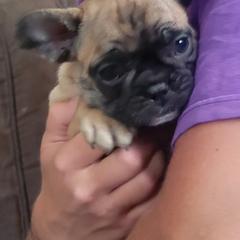 French Bulldog Puppies from Proud French Bulldogs