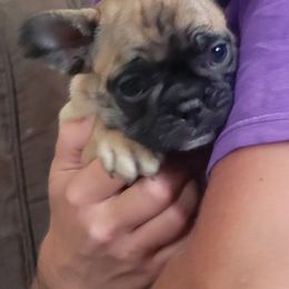 French Bulldog Puppies from Proud French Bulldogs
