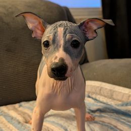 Star Fruit - Black tan and white male American Hairless Terrier puppy in Phoenix, Arizona from Bare Valley