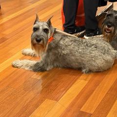 Lexi - Standard Schnauzer