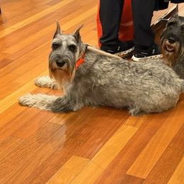 Lexi - Standard Schnauzer