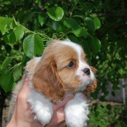 Cavalier King Charles Spaniel Puppies from Halloweentown cavaliers