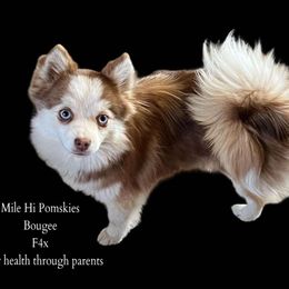 Bougee - Pomsky