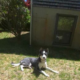 Shadow - Black and white male Siberian Husky puppy in East Wareham, Massachusetts from New England Huskies