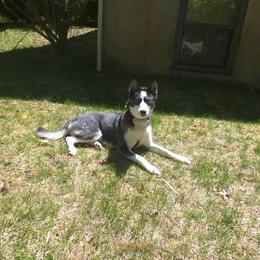 Shadow - Black and white male Siberian Husky puppy in East Wareham, Massachusetts from New England Huskies