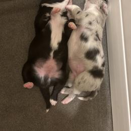 Border Collie Puppies from SoCal/Promise Land Border Collies