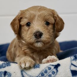 Willow - Caramel red female Australian Labradoodle puppy in Manchaca, Texas from Heartrock Labradoodles