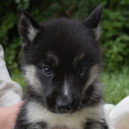 Jet - Black tan and white male Siberian Husky puppy in Grayslake, Illinois from Lamon’s Pom & Polar Pups