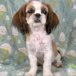 Shih Tzu Puppies from Altas Palmas Shih Tzu