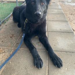Envy - German Shepherd