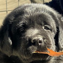 Labrador Retrievers from Ski2Sky Labradors