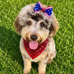 Cavapoo All Grown Up from Lesley Payne