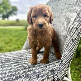 Boy 3- Mo - male Labradoodle puppy in Mountain View, Missouri from Gastineau Doodles