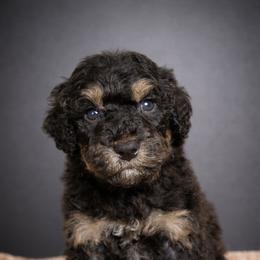 Kir - Tri-color male Bernedoodle puppy in Youngstown, Florida from Wonderland’s Boujie Kennels
