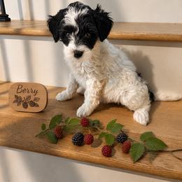 Girl 1 - Parti female Goldendoodle puppy in Placerville, California from New Dawn Poodles and Doodles