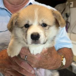 Blue Collar Male - Red male Pembroke Welsh Corgi puppy in Victoria, Texas from Clear Creek Corgis