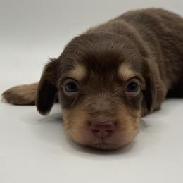 Cappuccino AKC limited - Chocolate and cream female Dachshund puppy in Bartlesville, Oklahoma from Kippers Keepsake Dachshunds