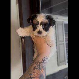 Dove - Piebald female Morkie puppy in Aliquippa, Pennsylvania from The Morkie Mom