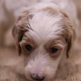 Goldendoodle Puppies from Hogan Family-Raised F1b Gooldendoodles