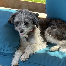 Finley - Aussiedoodle