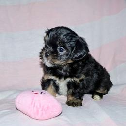 Ivy - Black and tan female Lhasa Apso puppy in Hillsboro, Oregon from Luv-N-Laughter Lhasa Apsos
