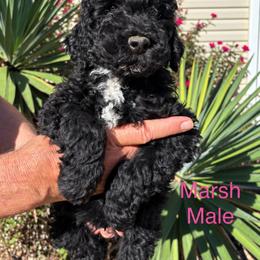 Marsh - Black male Poodle puppy in Woodleaf, North Carolina from Circle T Ranch K9s