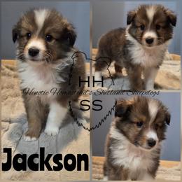 Jackson - Sable and white male Shetland Sheepdog puppy in Mc Minnville, Tennessee from Henotic Homestead's Shetland Sheepdogs