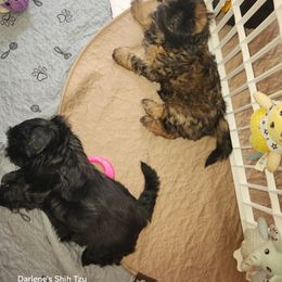 Shih Tzu Puppies from Duggers Shih Tzu