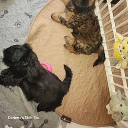 Shih Tzu Puppies from Duggers Shih Tzu