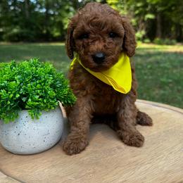 Phoenix - Red  male Goldendoodle puppy in Alamance County, North Carolina from Doodle Squad Puppies