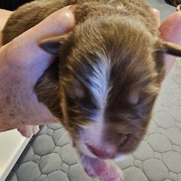 Boy 1 - male Australian Shepherd puppy in Bloomfield, New York from Wayward Trails Kennel