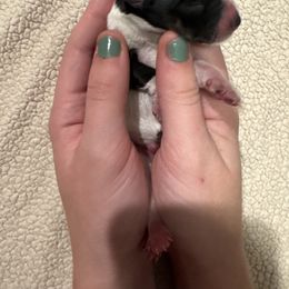 Thaddeus - Parti male Miniature Schnauzer puppy in Crestview, Florida from 850Schnauzers