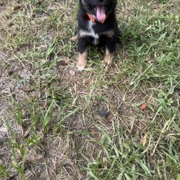 Miniature Australian Shepherd Puppies from Peace Creek Aussies